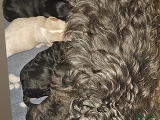 Mixed Breed dogs Beautiful Stunning Westiepoo Puppies - Advert 5