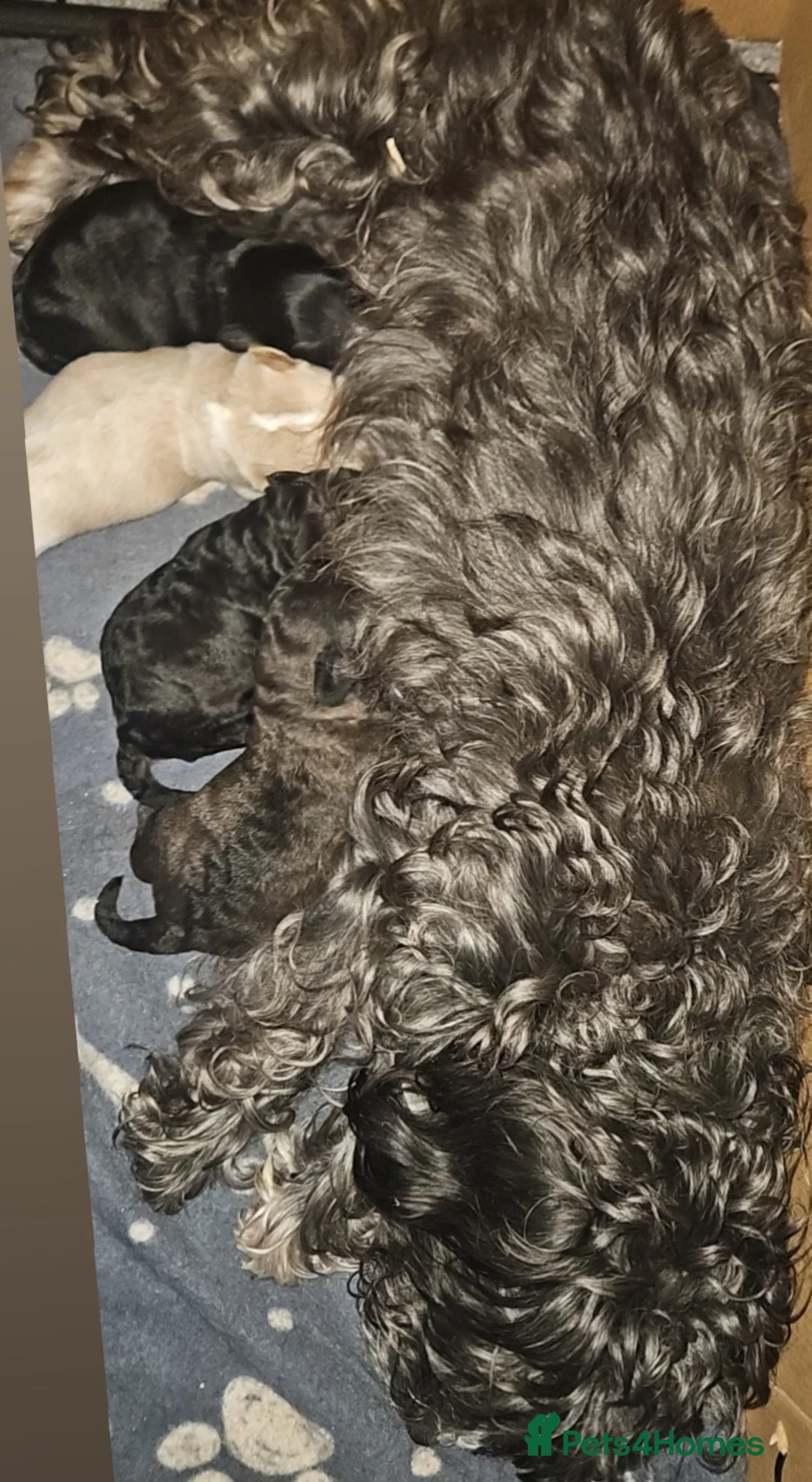 Mixed Breed dogs for sale: Beautiful Stunning Westiepoo Puppies - Advert 3