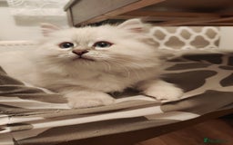 Siberian cats for sale: Siberian Neva Masquerade kittens - Image 12