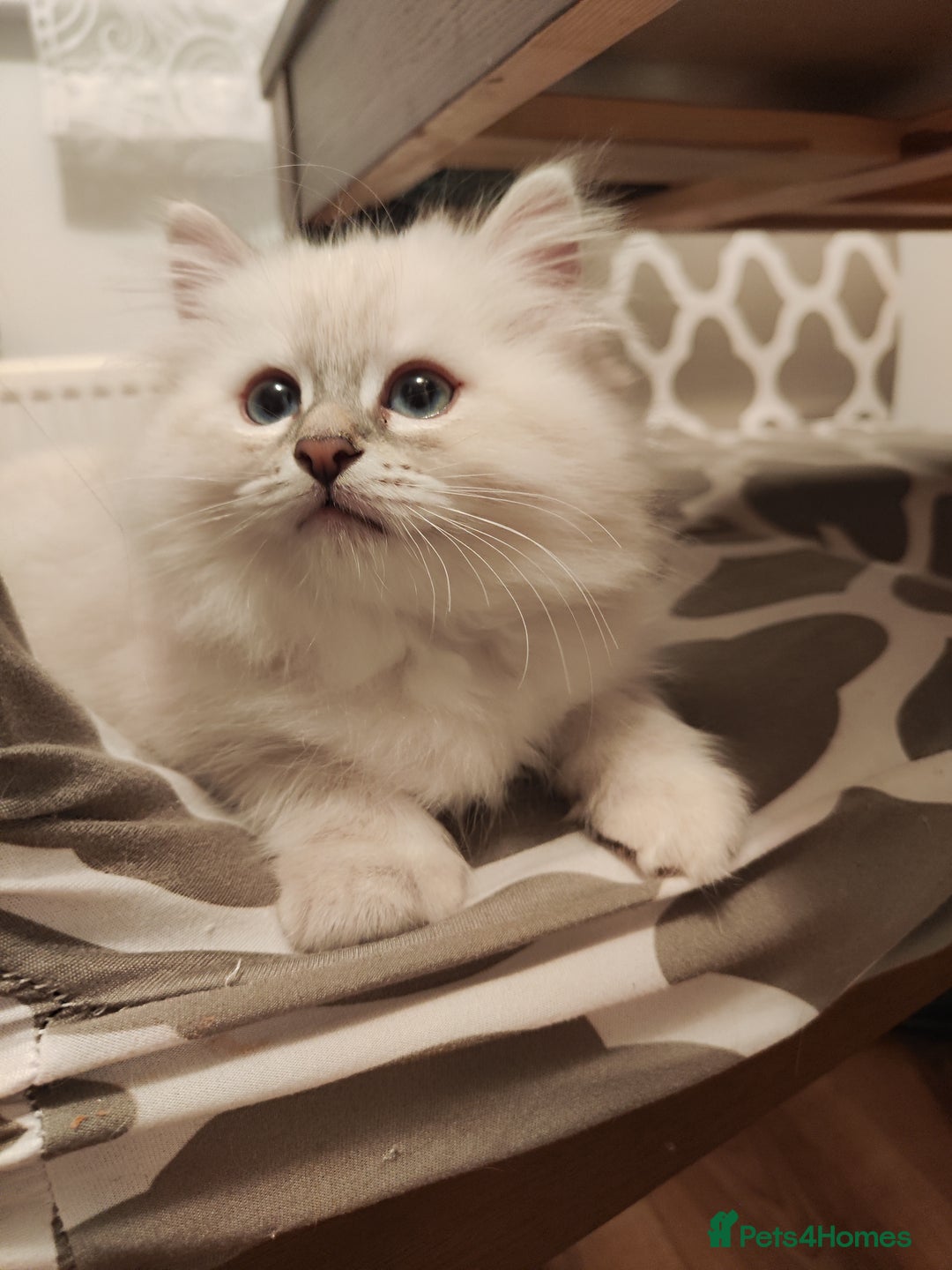 Siberian cats for sale: Siberian Neva Masquerade kittens - Image 12