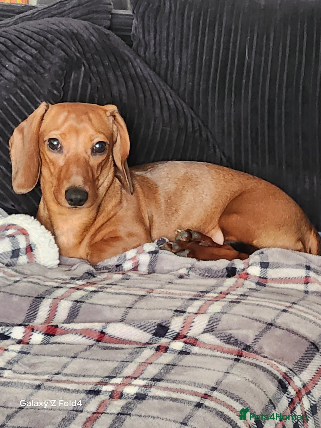 Miniature Dachshund dogs for stud: Miniature Dachshund for stud - Advert 3