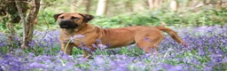 Boerboel dogs for sale: Waitlist now open - due early October in Horsham - Advert 7