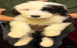 Mixed Breed dogs for sale: Ready Now - Sheepadoodle Pups 3 Male 5 Female - Advert 4