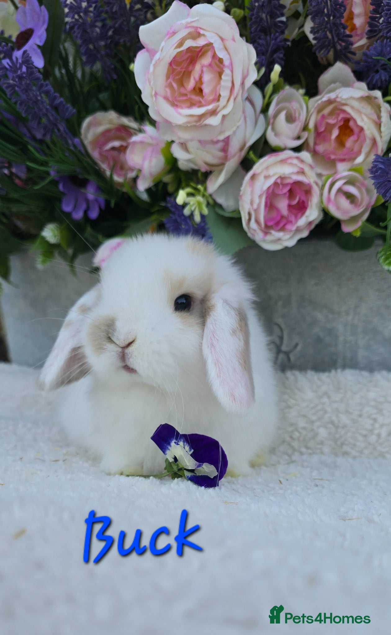 Mini Lop rabbits Beautiful quality mini lops - Advert 2