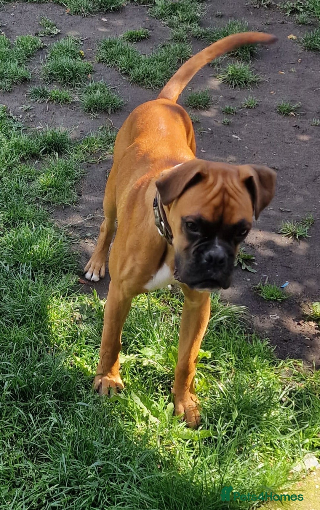 Boxer dogs for stud: Bane - Kc registered boy in Chesterfield - Image 8