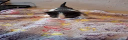 Mixed Breed cats for sale: 4 Black and White Kittens - Advert 7