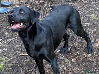 Labrador Retriever dogs Salrowbra Gundogs at Stud in Ossett - Advert 2