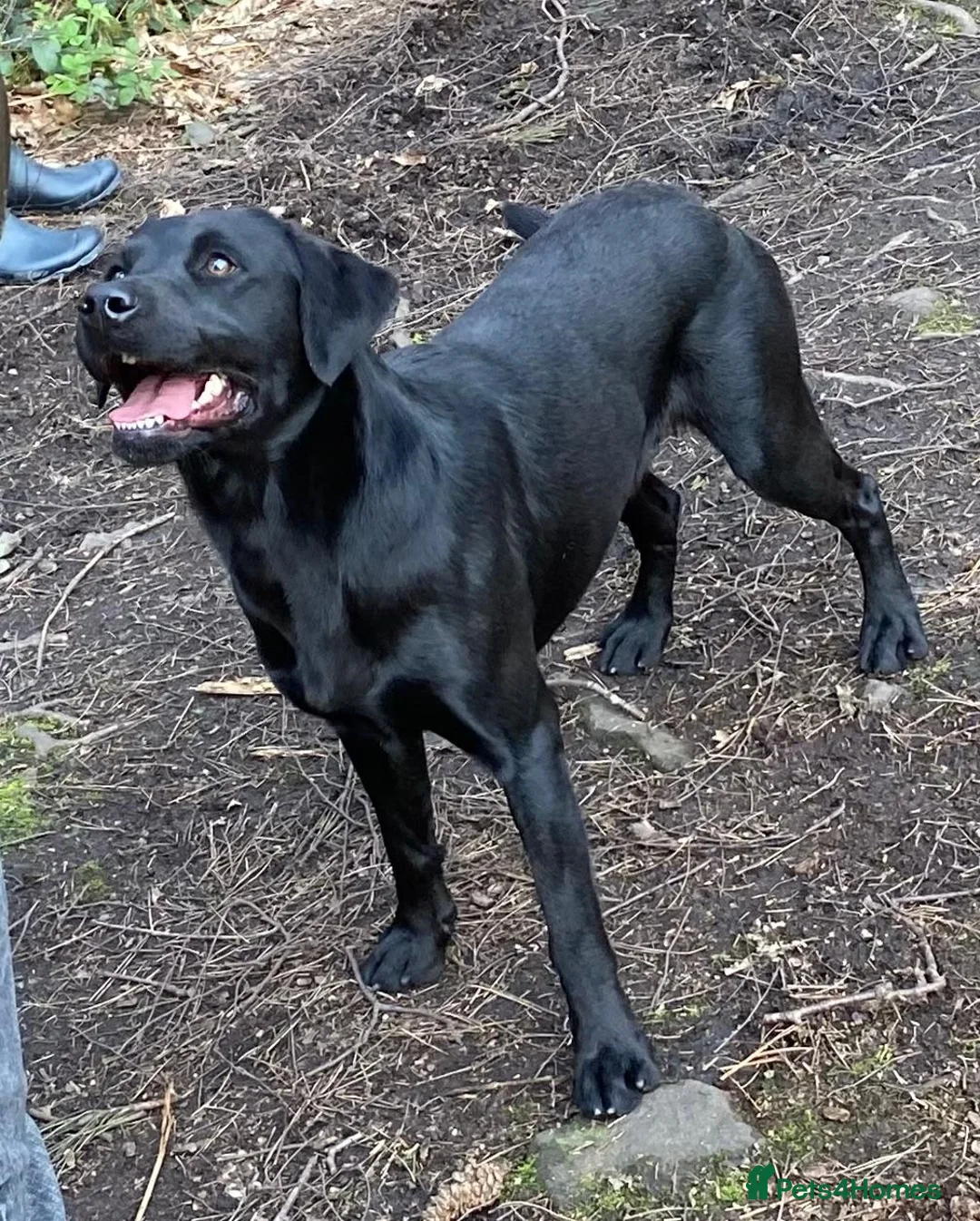 Labrador Retriever dogs for stud: Salrowbra Gundogs at Stud in Ossett - Advert 1