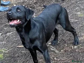 Labrador Retriever dogs Salrowbra Gundogs at Stud in Ossett - Advert 24
