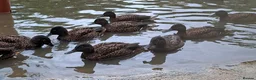 Geese poultry for sale: Ne-ne geese - Advert 4