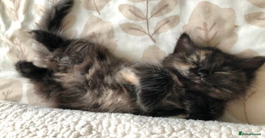 Siberian cats - Advert 1