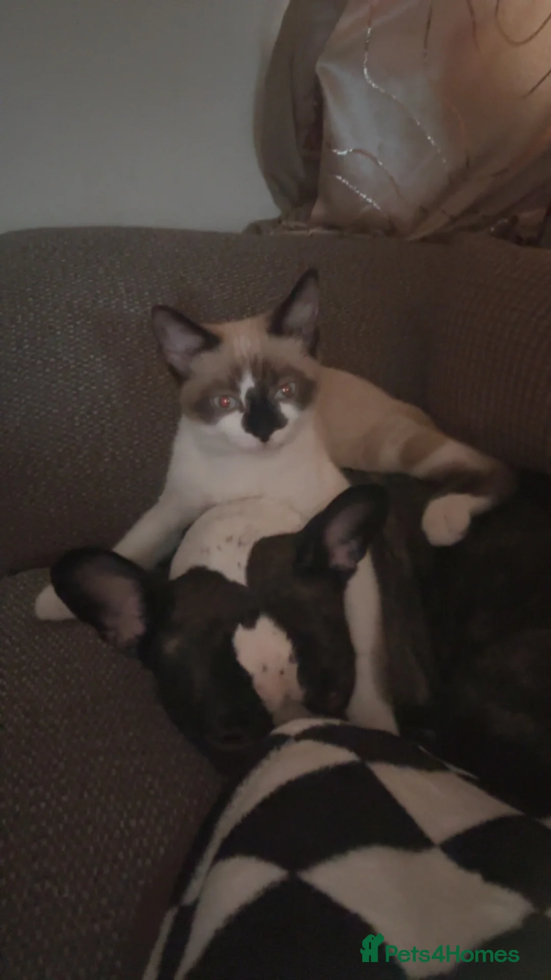Snowshoe cats for sale: 1 year old snowshoe x ragdoll  - Advert 2