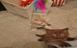 Maine Coon cats for sale: Maine Coon kittens - Image 10