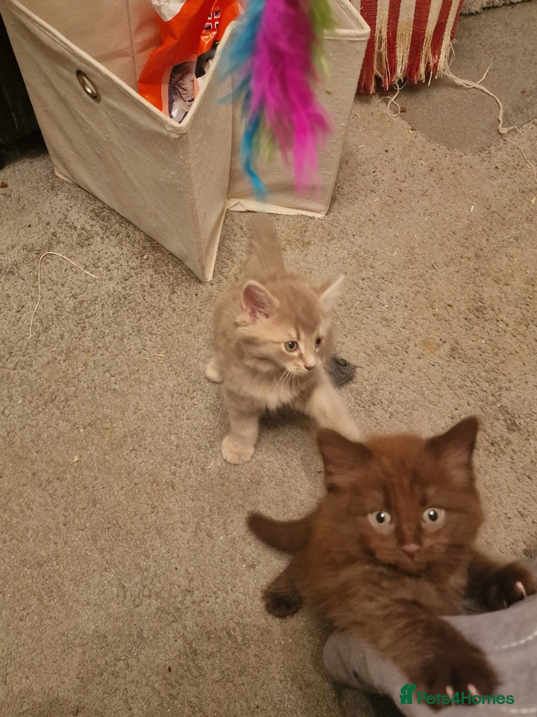 Maine Coon cats for sale: Maine Coon kittens - Image 10