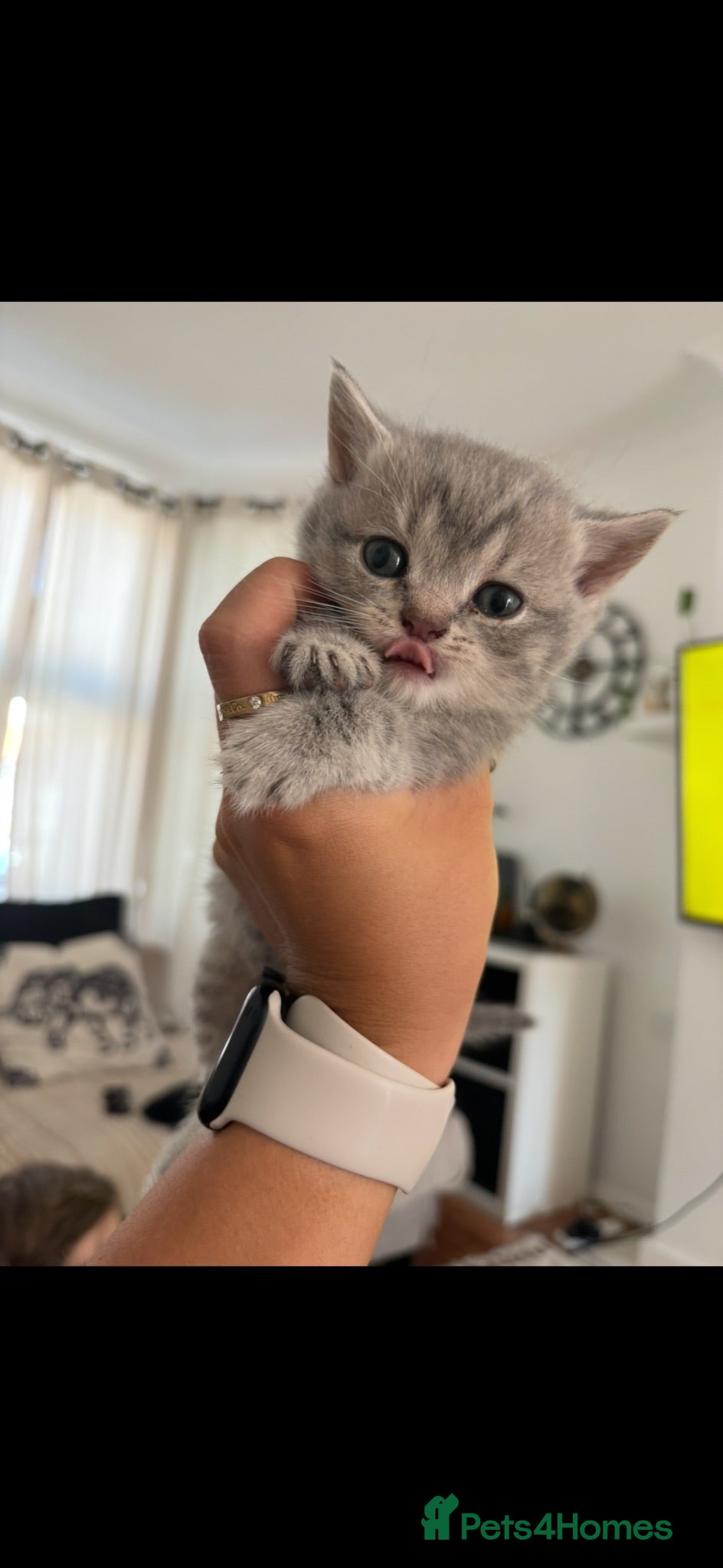 British Shorthair cats British short hair kittens  - Advert 1