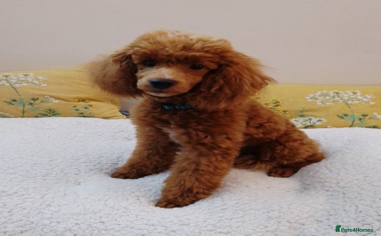Toy Poodle dogs in Sleaford - Advert 5
