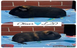 Guinea Pig rodents for sale: Guinea pig boars  - Image 13