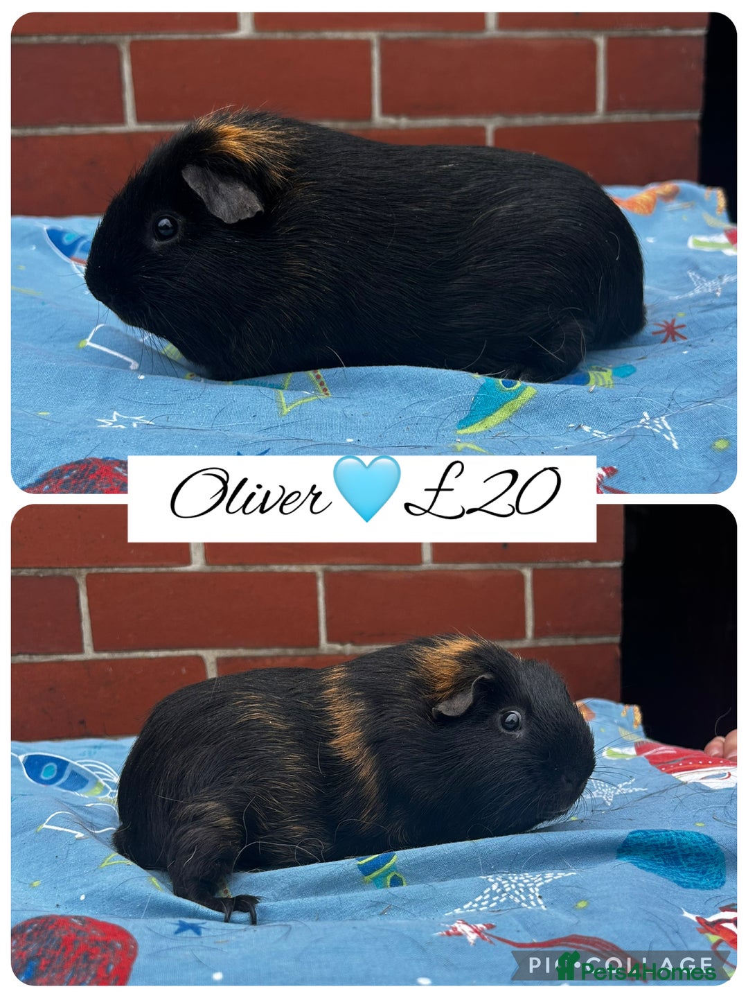 Guinea Pig rodents for sale: Guinea pig boars  - Image 13
