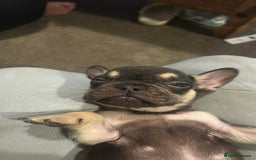 French Bulldog dogs for sale: French bulldog puppies - Image 4