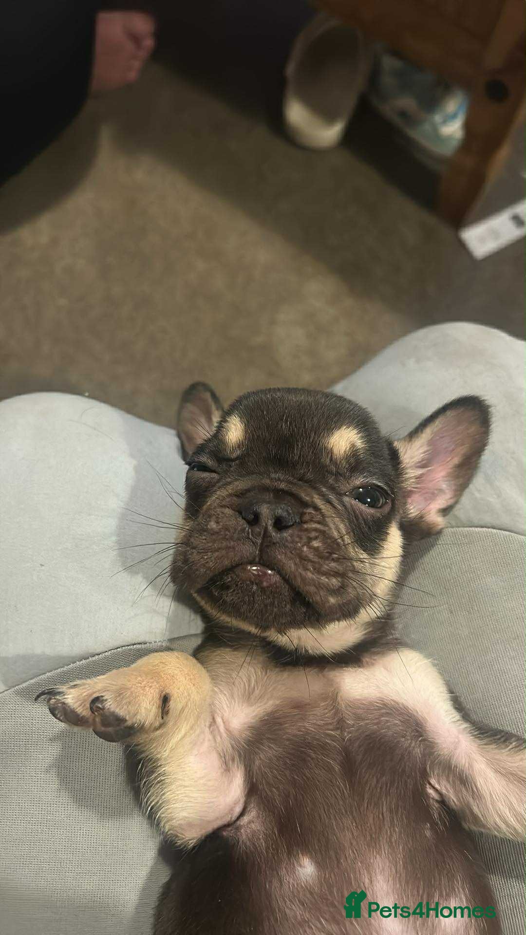 French Bulldog dogs for sale: French bulldog puppies - Image 4