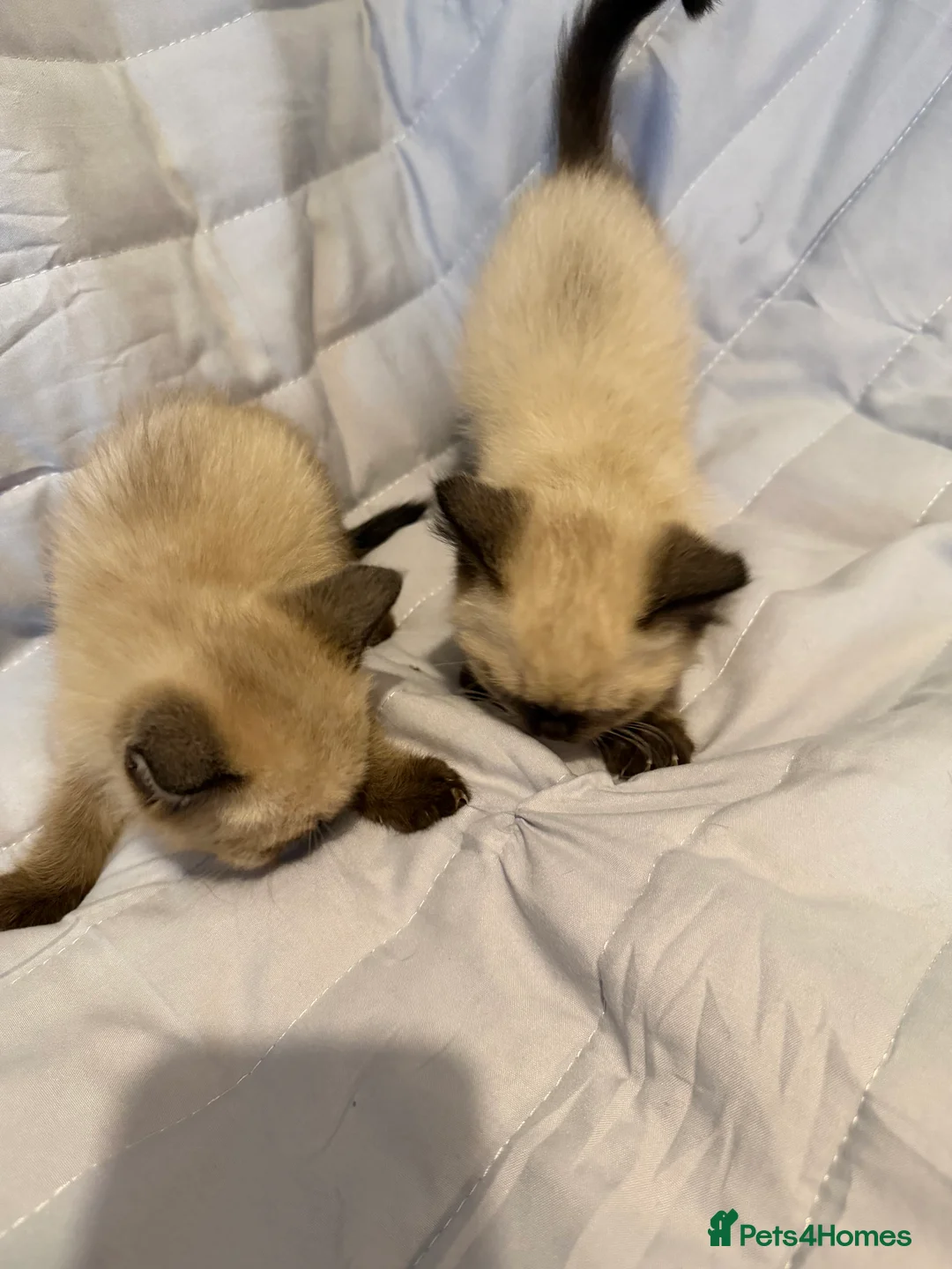 British Shorthair cats for sale: Pedigree BSH British cat kittens  - Advert 20