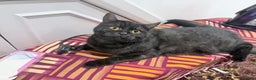 British Shorthair cats for sale: Beautiful British Shorthair 11 months kitten - Advert 8