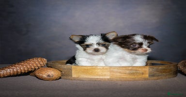 Yorkshire Terrier dogs - Advert 6
