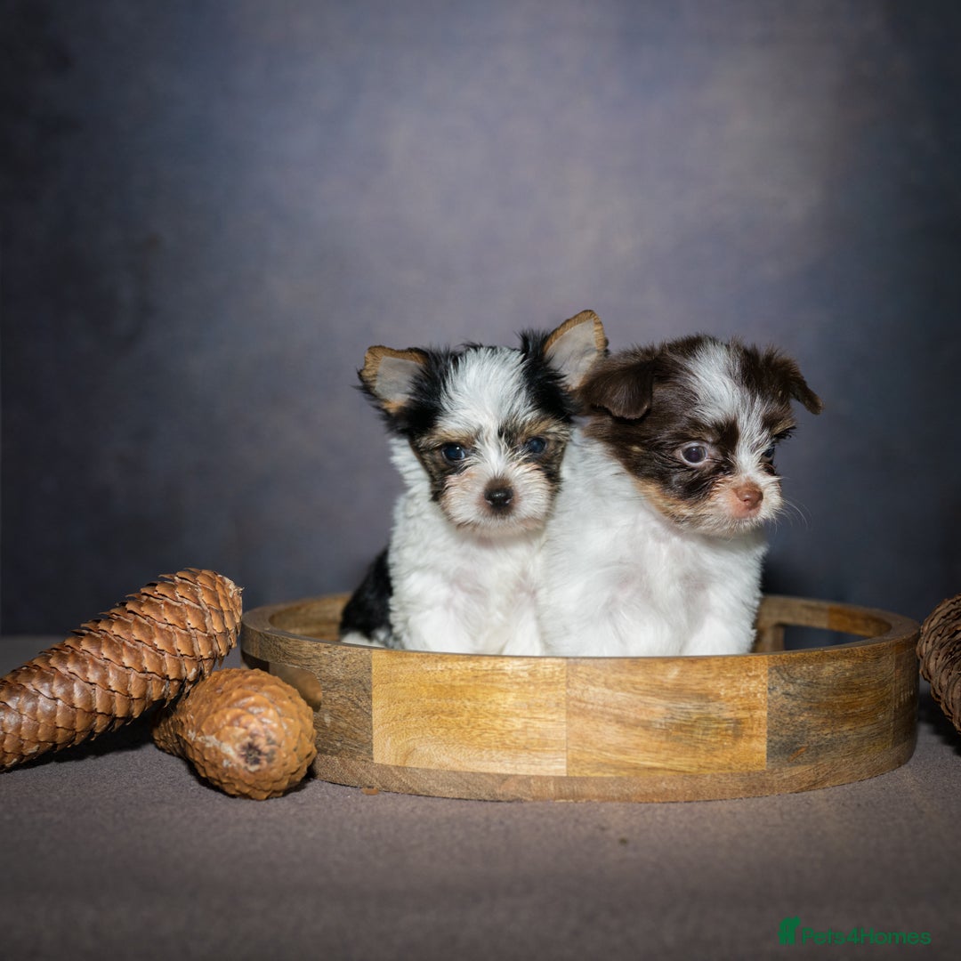 Yorkshire Terrier dogs for sale: Colorful Yorkshire Terrier puppies for sale - Image 2