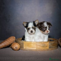 Yorkshire Terrier dogs - Advert 11