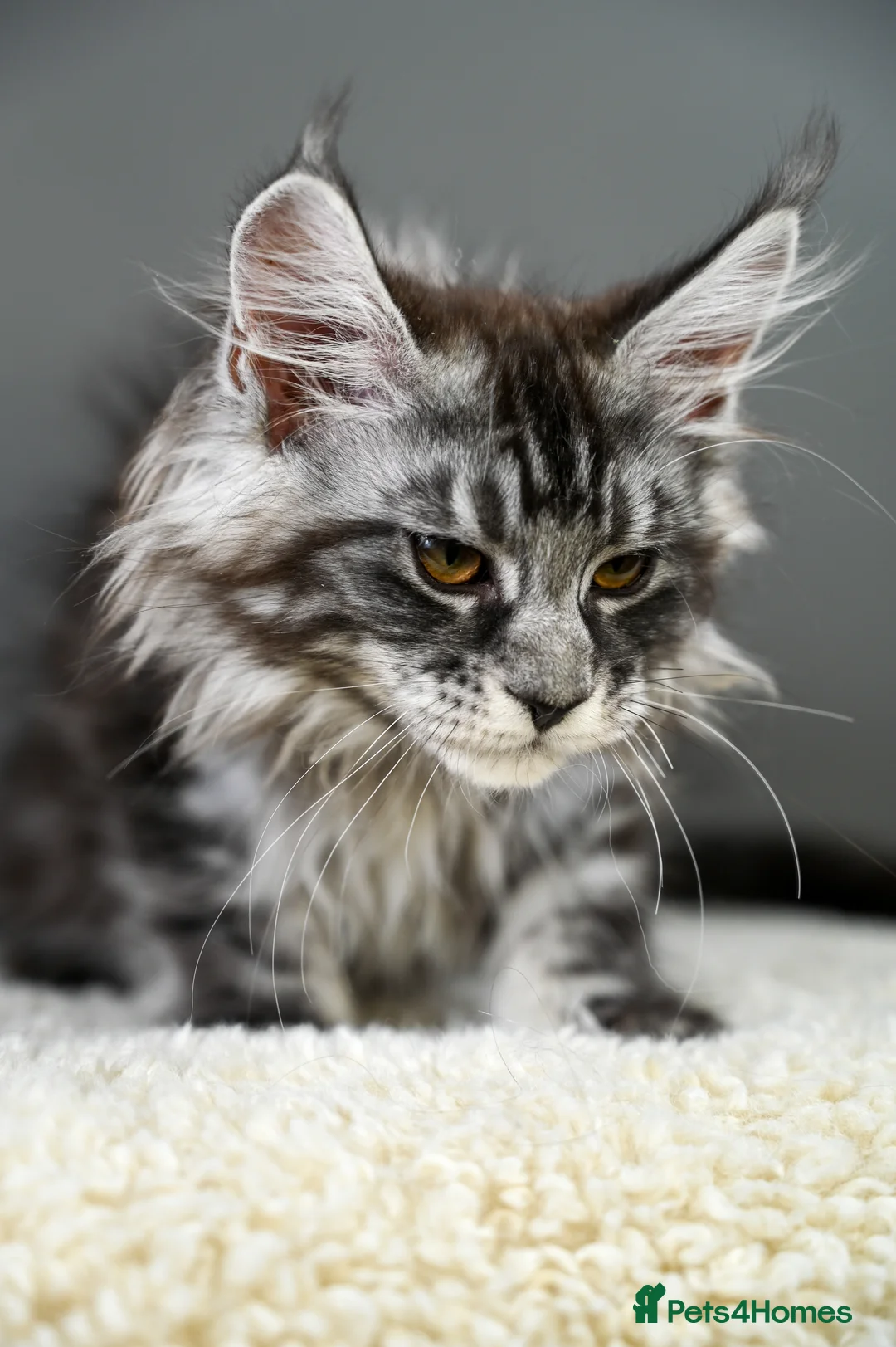 Maine Coon cats for sale: 🧬 STUNNING KITTENS - TICA REGISTERED 🎖️ - Advert 35