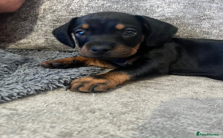 Mixed Breed dogs - Advert 13