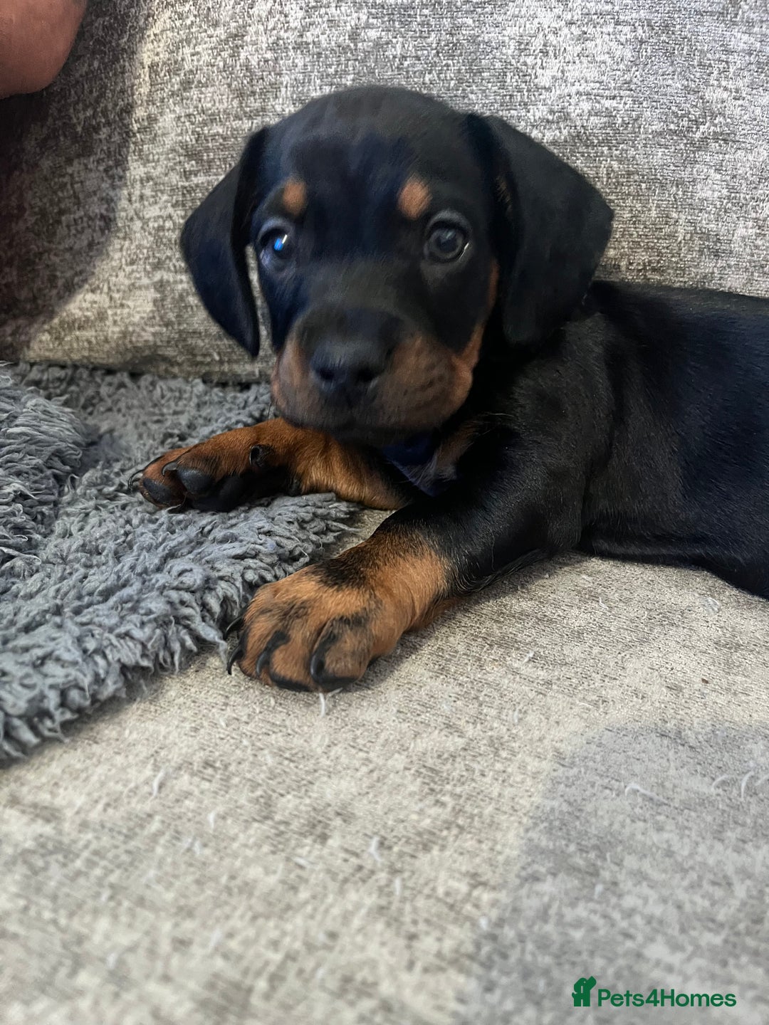 Mixed Breed dogs for sale: Miniature dachshund X French bulldog  - Image 1