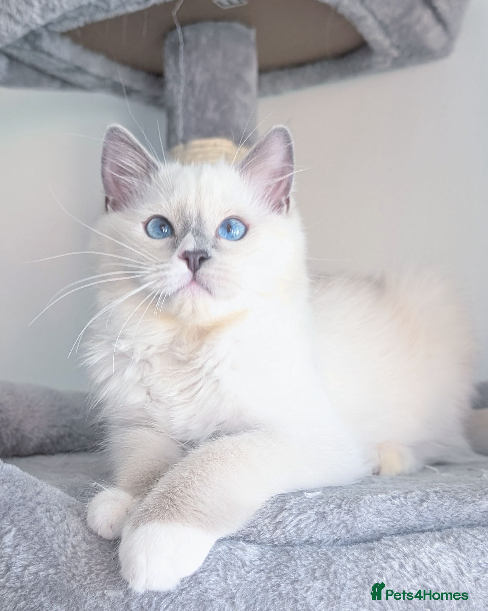 Ragdoll cats 💖Stunning TICA Female Ragdoll kitten  - Advert 1