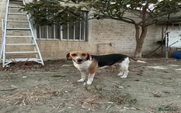 Mixed Breed dogs for adoption: Lucy – Beagle cross – 2 years - the Gentle Mama  - Image 10