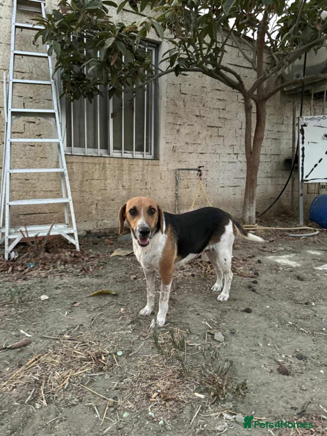Mixed Breed dogs for adoption: Lucy – Beagle cross – 2 years - the Gentle Mama  - Image 10