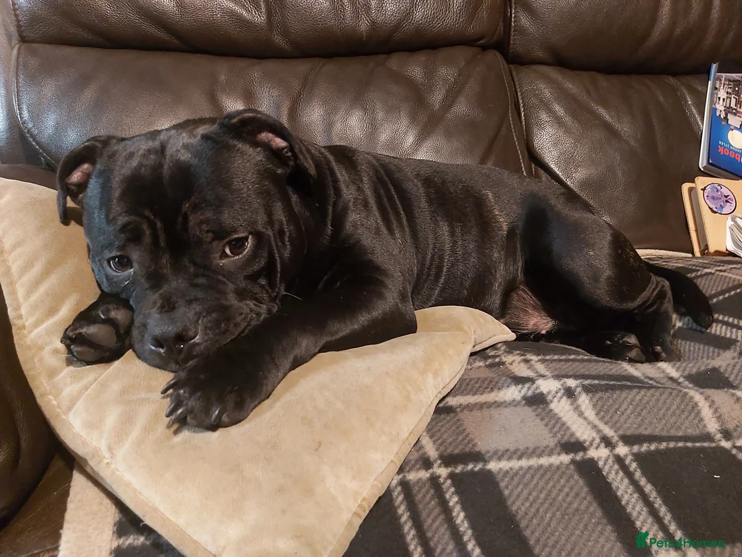 Staffordshire Bull Terrier dogs for sale: Kc Registered Staffordshire Bull Terrier Female in Leeds - Advert 3