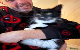 Mixed Breed cats for sale: Female cat for sale - Image 2