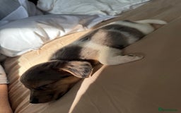 Jack Russell dogs for sale: Jack russel pup for sale  - Image 8
