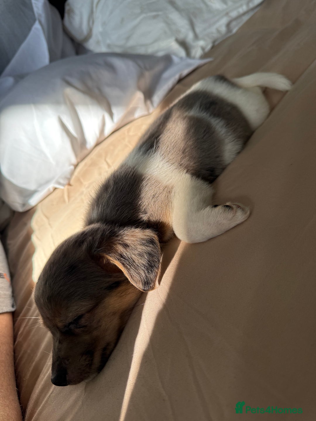 Jack Russell dogs for sale: Jack russel pup for sale  - Image 8