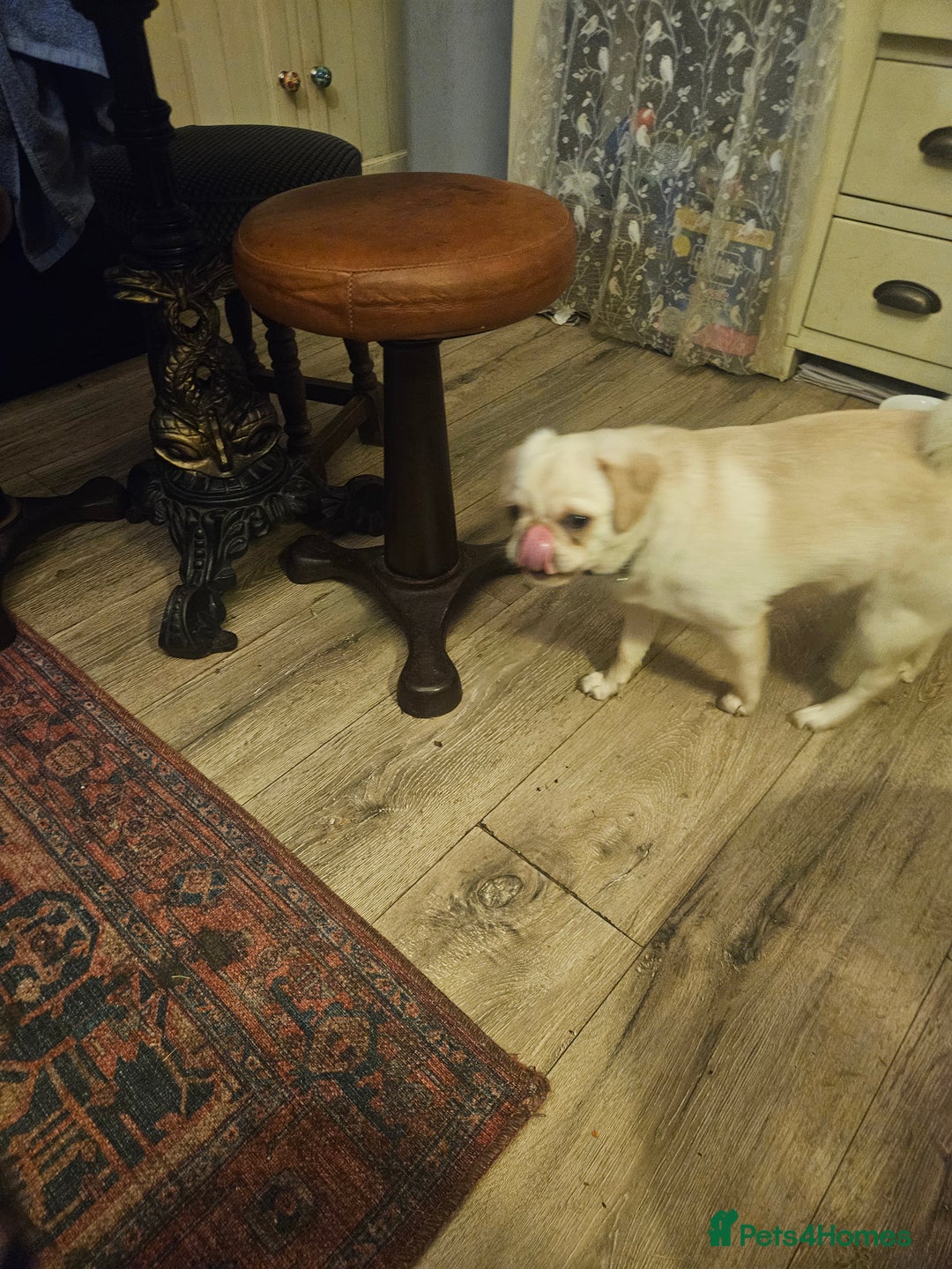 Pug dogs for sale: Young pug bitch - Advert 2