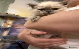 Selkirk Rex cats for sale: Gorgeous Selkirk Rex - Image 13