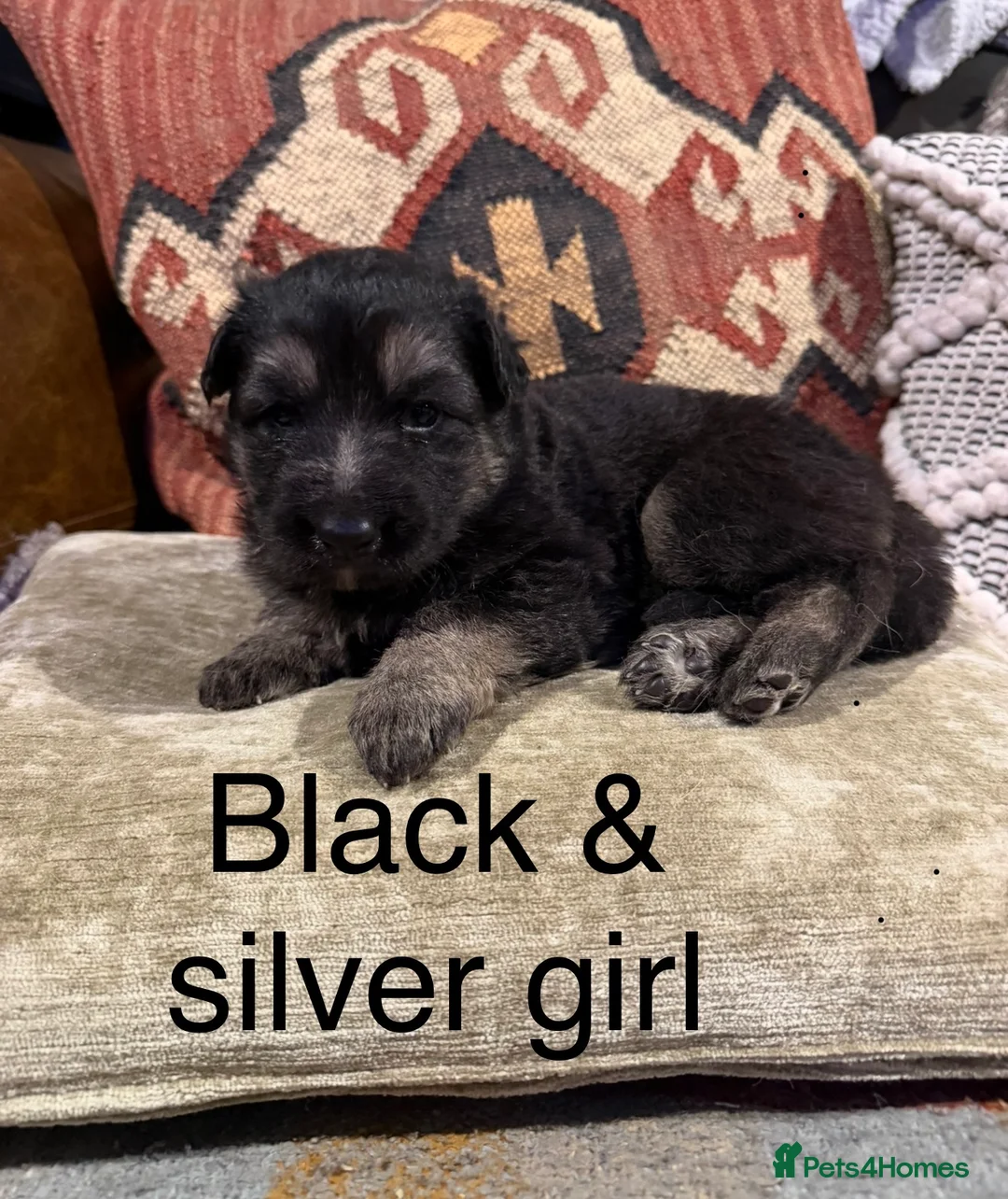German Shepherd dogs for sale: Long haired health tested German shepherd pups  - Advert 3