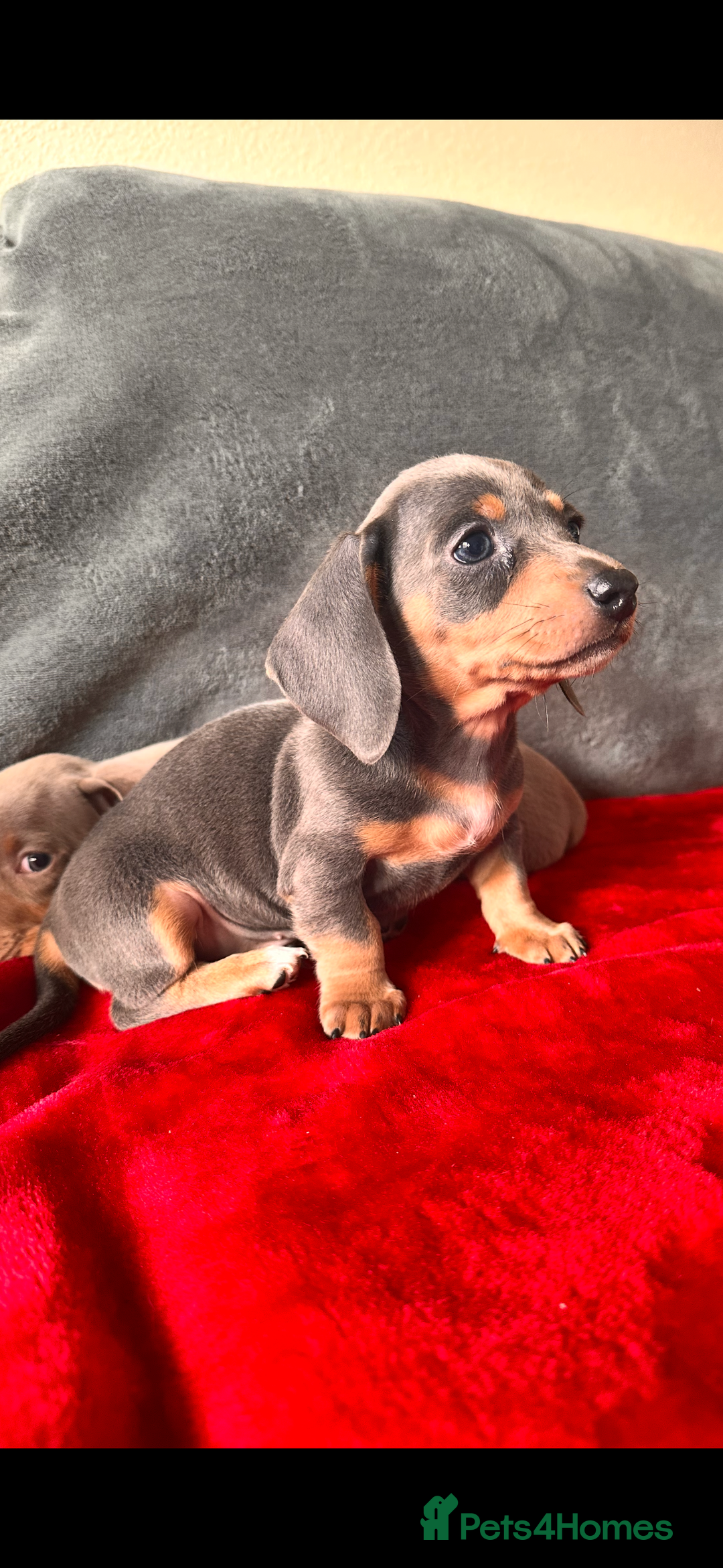 Miniature Dachshund dogs for sale: Beautiful miniature dachshund  - Image 11