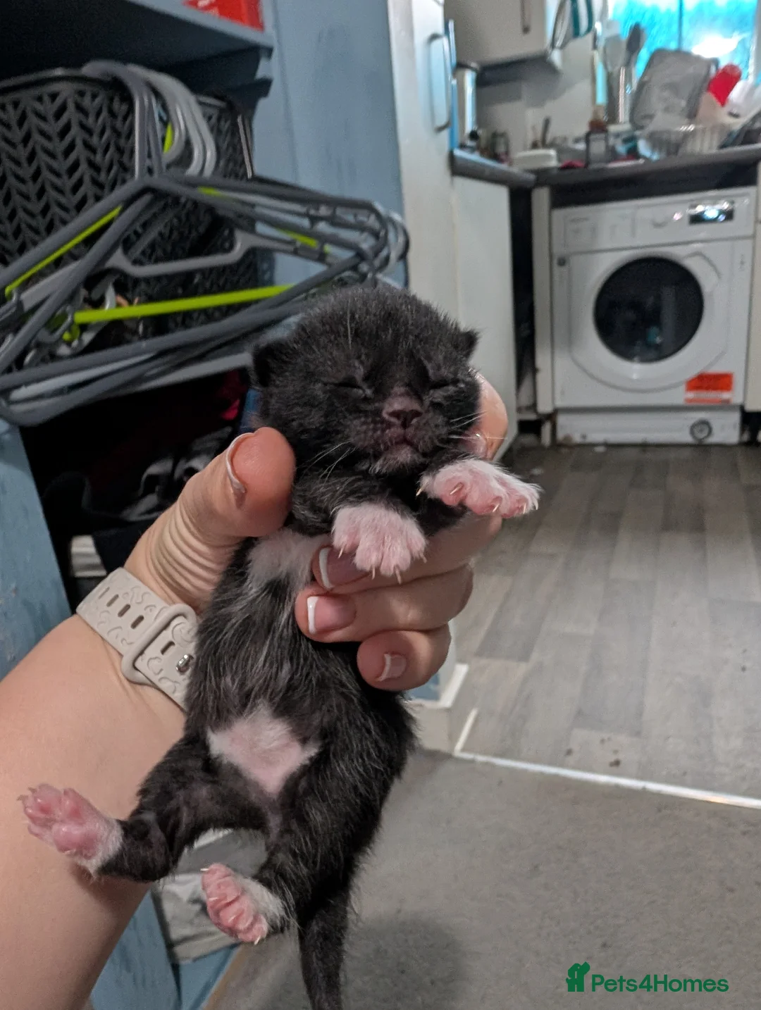 Domestic Shorthair cats for sale: Five kitten, 2 black, 3 tuxedo. Sexes not known - Advert 12