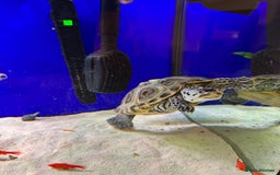 Terrapin reptiles for sale: 2 diamond back terrapins  - Image 10