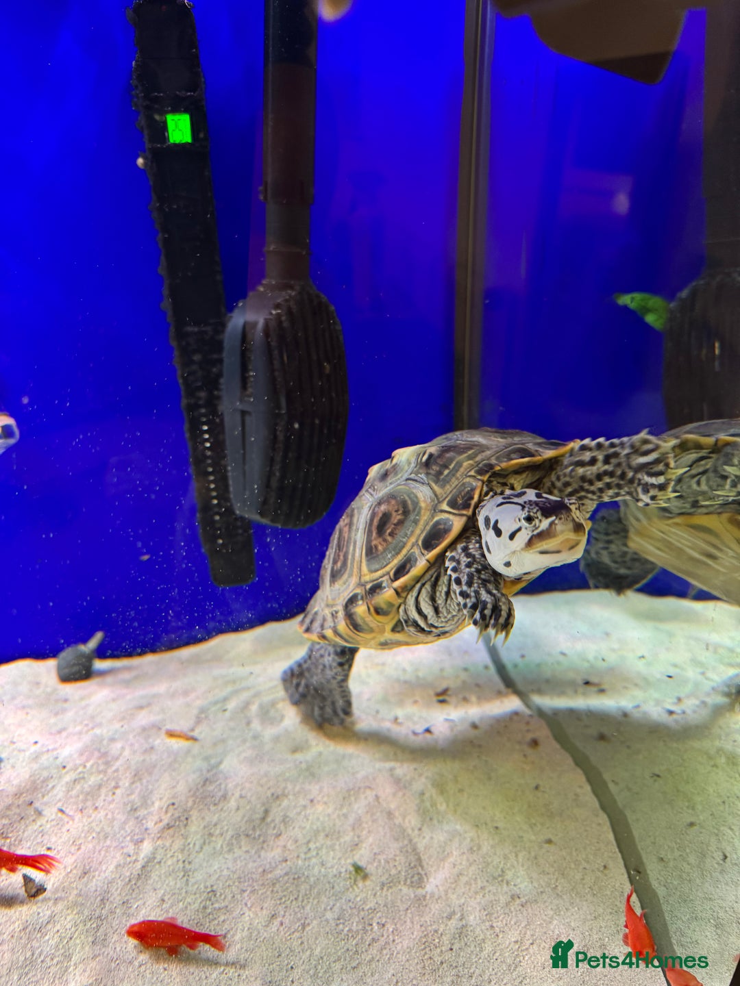 Terrapin reptiles for sale: 2 diamond back terrapins  - Image 10