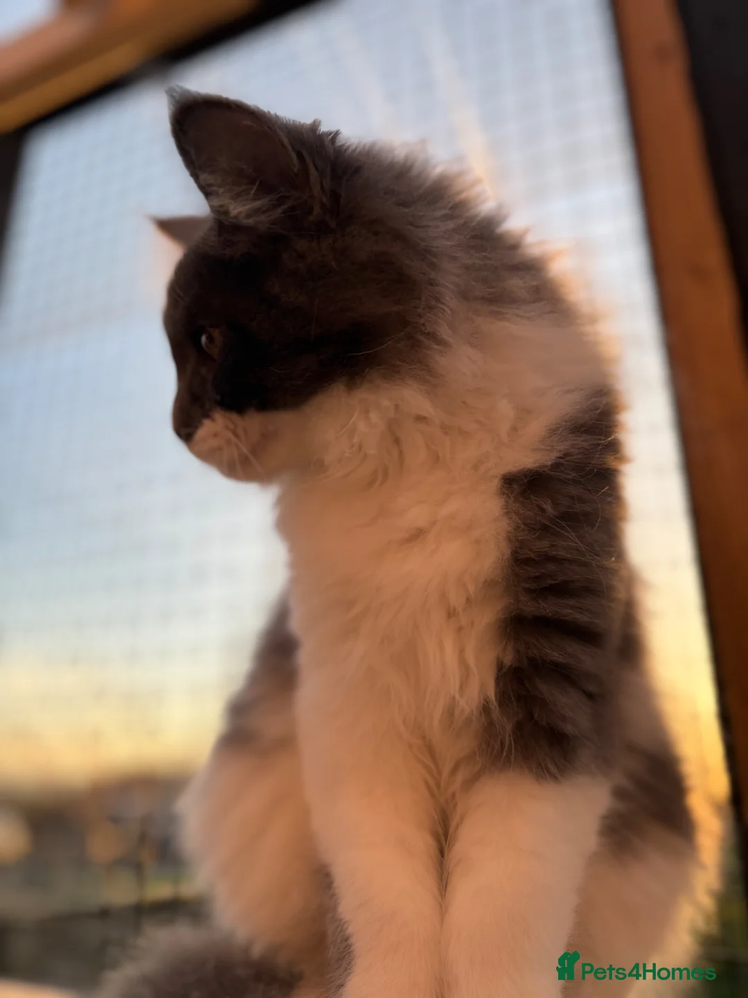 Maine Coon cats for sale: 🐱 Maine Coon Male – GCCF & TICA Registered  - Advert 9