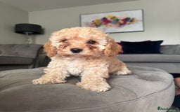 Cavapoo dogs for sale: Cavapoo puppies ready in 1 week! 2 girls left! in Brierley Hill - Image 3