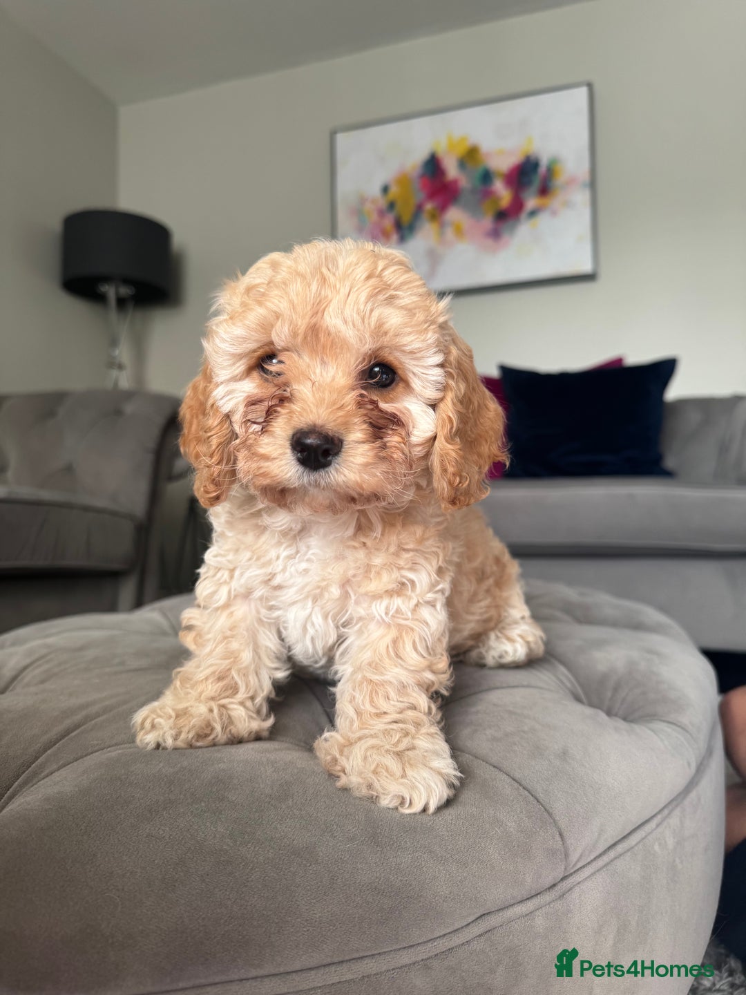 Cavapoo dogs for sale: Cavapoo puppies ready in 1 week! 2 girls left! in Brierley Hill - Image 3