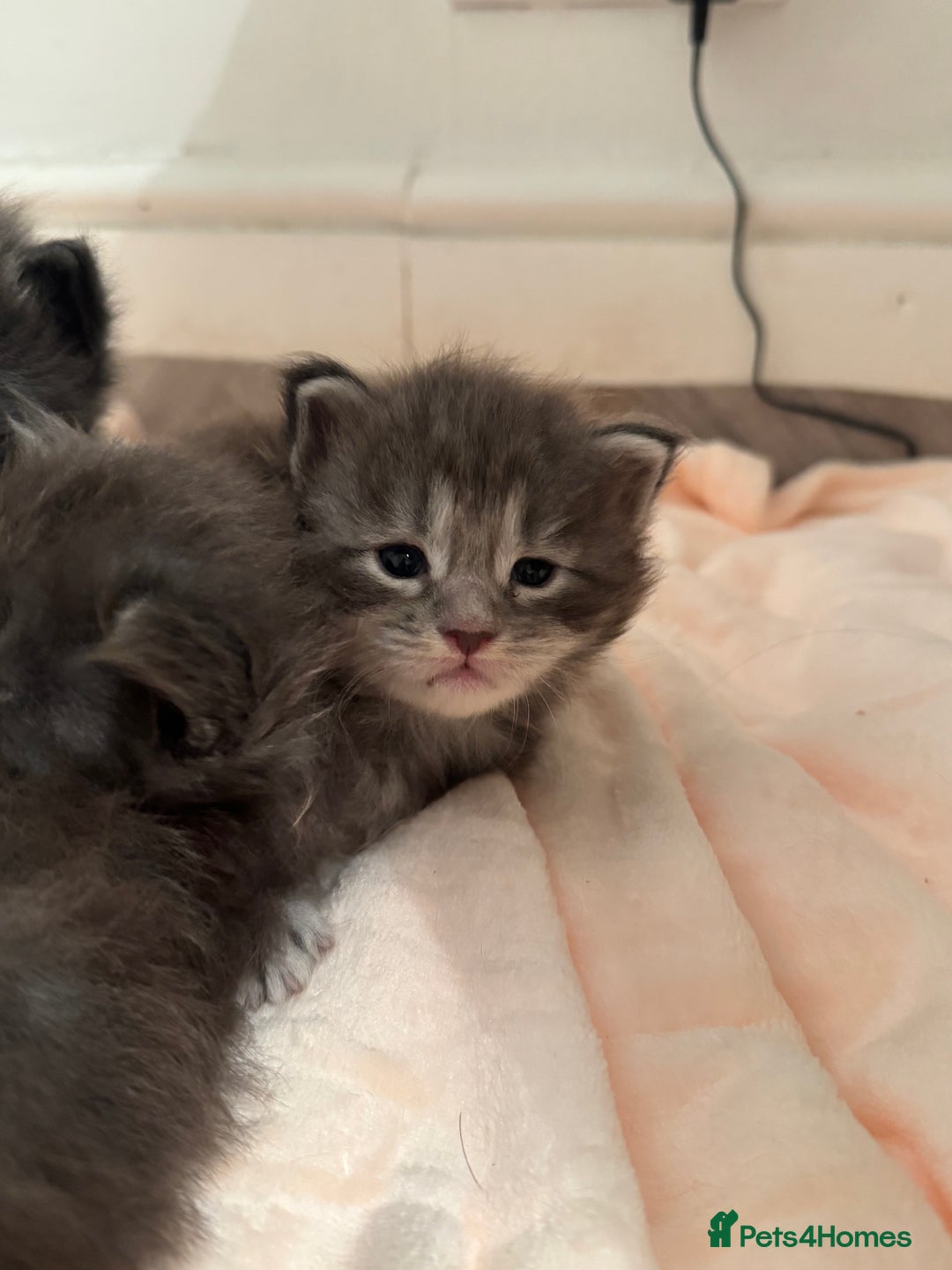 Maine Coon cats for sale: Maine Coon TICA registered✨ - Advert 4